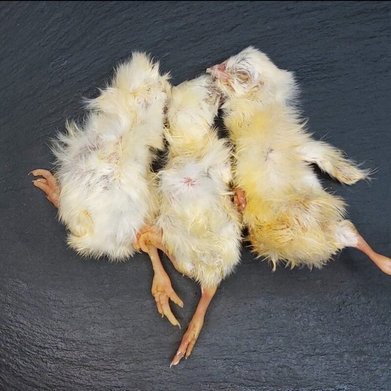 Цыплята суточные