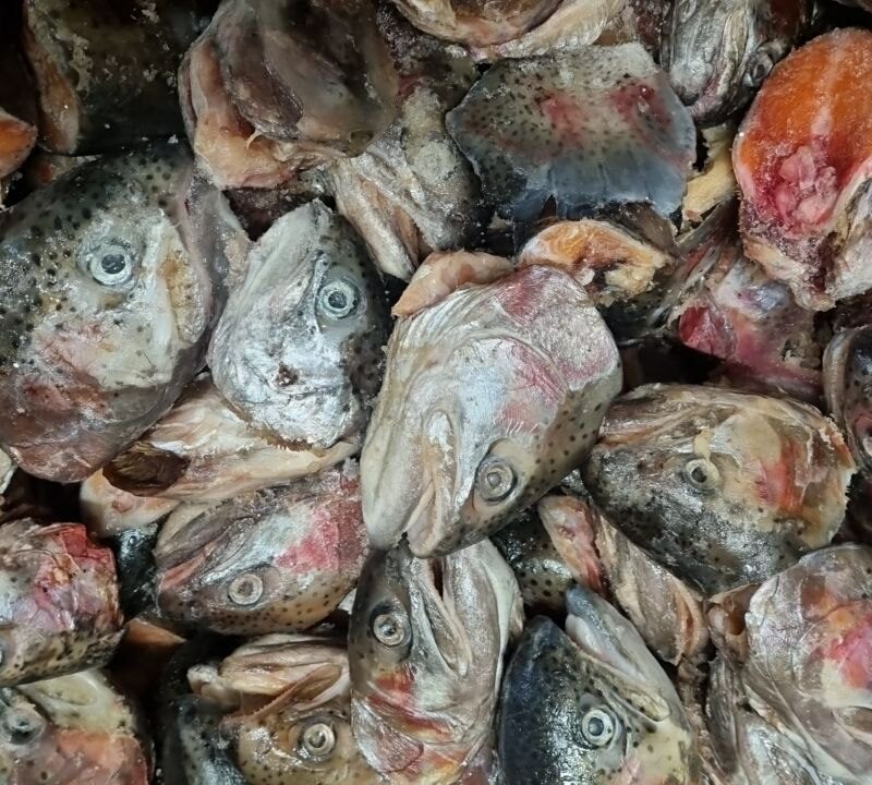 Головы красных рыб