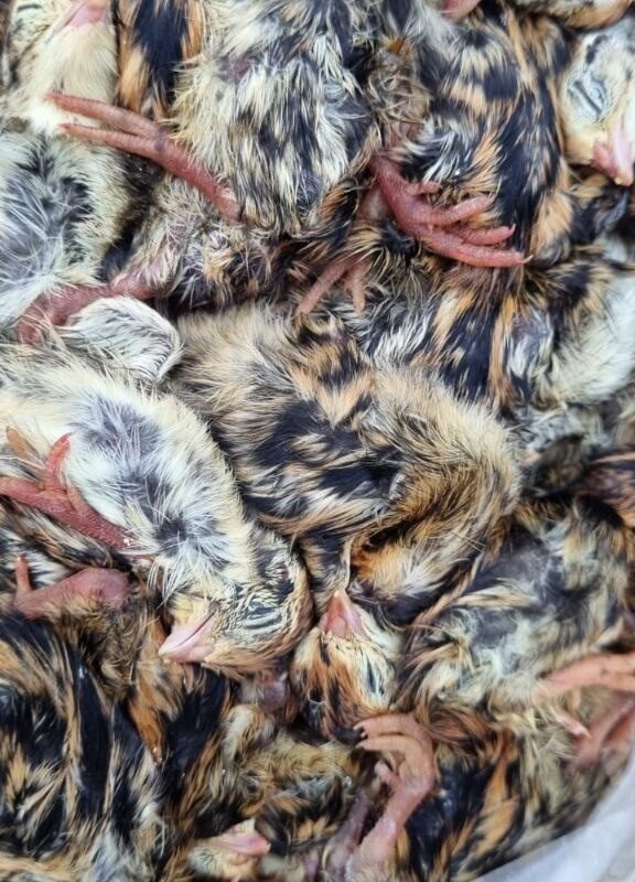 Суточные перепелята