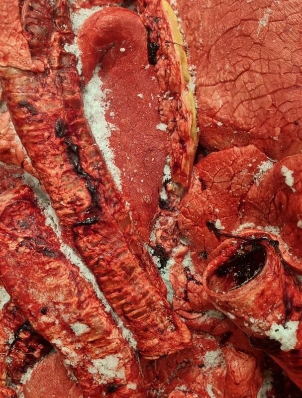 Легкое оленя с траxeей